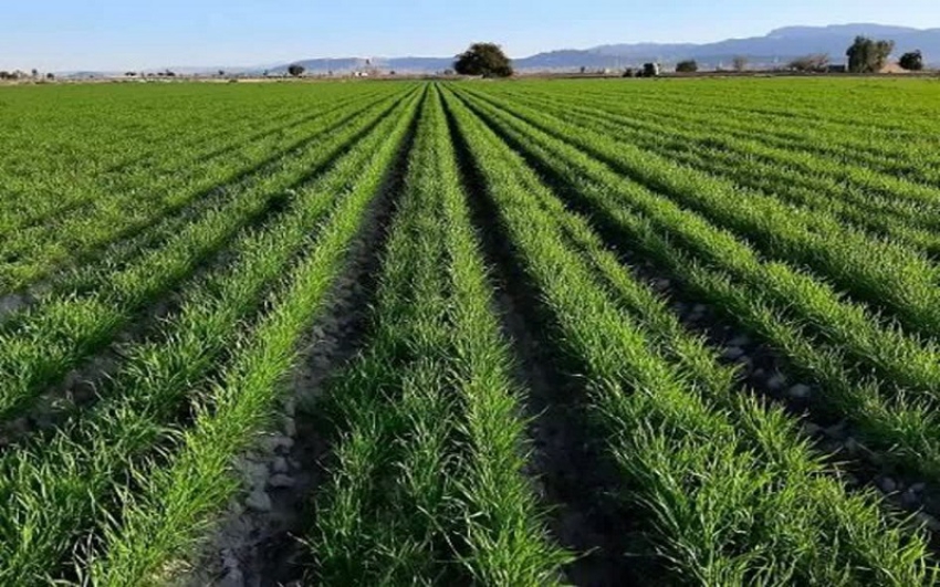 مرودشت، حائز رتبه برترکشت قراردادی گندم در فارس   